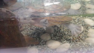This is our class turtle Boris. He is a wetlands creature.